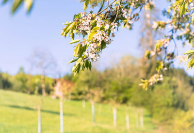 Zweig eines blühenden Obstbaumes vor einer grünen, hügeligen Wiese